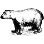 Esboço de vetor de urso polar