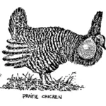 Imagen de pollo de la pradera