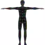 Kolorowe anatomii człowieka