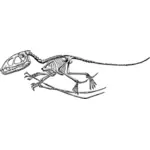 Scheletro di Pterodactyle