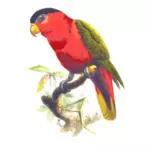 Papagaio-de-barriga-roxo