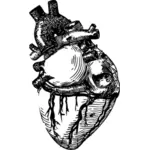 Realistisk hjärtat konturteckningar