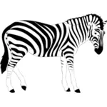 Zebra zvířete