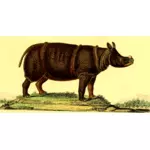 Rinocer în natură