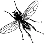 Imagem de mosca de raiz