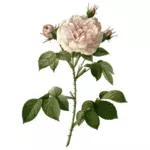 Divoká růže s trny