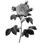 Rose en échelle de gris