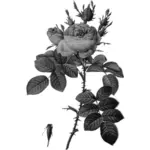 灰色臀部玫瑰和玫瑰
