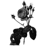 Rosas em escala de cinza