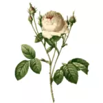 Branche de rose rose