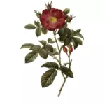 Wild rose en rozebottels