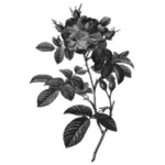 Damaszener Rose Vektor silhouette