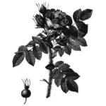 Schwarz / weiß Hagebutte und rose Blume
