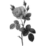 Einzelne graue rose