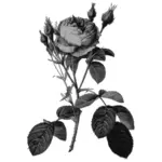 Rose sortere i grått