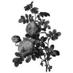 Blühende Rosen in grau