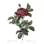 रेट्रो गुलाब चित्रण