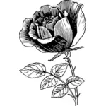 Rose en rose vif