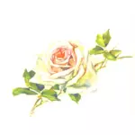 Lichtblauwe vintage rose afbeelding