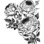 Roser i svart-hvitt
