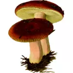 Myrkyllinen sieni