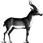 Антилопа векторное изображение