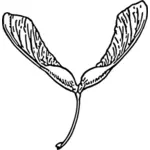 Samara roślina wektor wyobrażenie o osobie