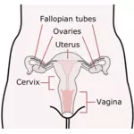 Kvinnliga reproduktionsorgan