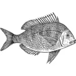 SCUP рыбы