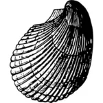 Black and white shell