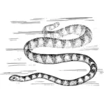 Zee snake