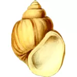 Gele shell tekening