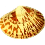 淡黄色海贝壳