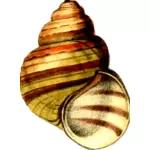 Kleurrijke shell