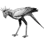 Vector clip art of secretary bird