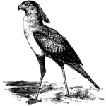 Zwart-wit afbeelding van een secretaris vogels