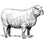 Obrázek ovce