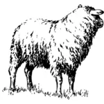 Ilustração de uma ovelha