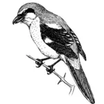 एक प्रकार का पक्षी छवि