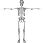 Figura de esqueleto