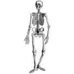 Immagine di skelet