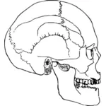 Ludzka czaszka szkicu