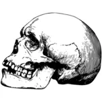 Tandeloze oude schedel