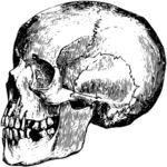 Profil du crâne