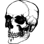 Oude schedel tekening