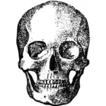 Retro schedel afbeelding