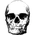 Historyczne czaszki
