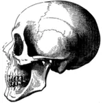 Profilo del cranio