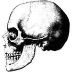 Oude schedel profiel