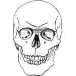 Craniul uman ilustrare